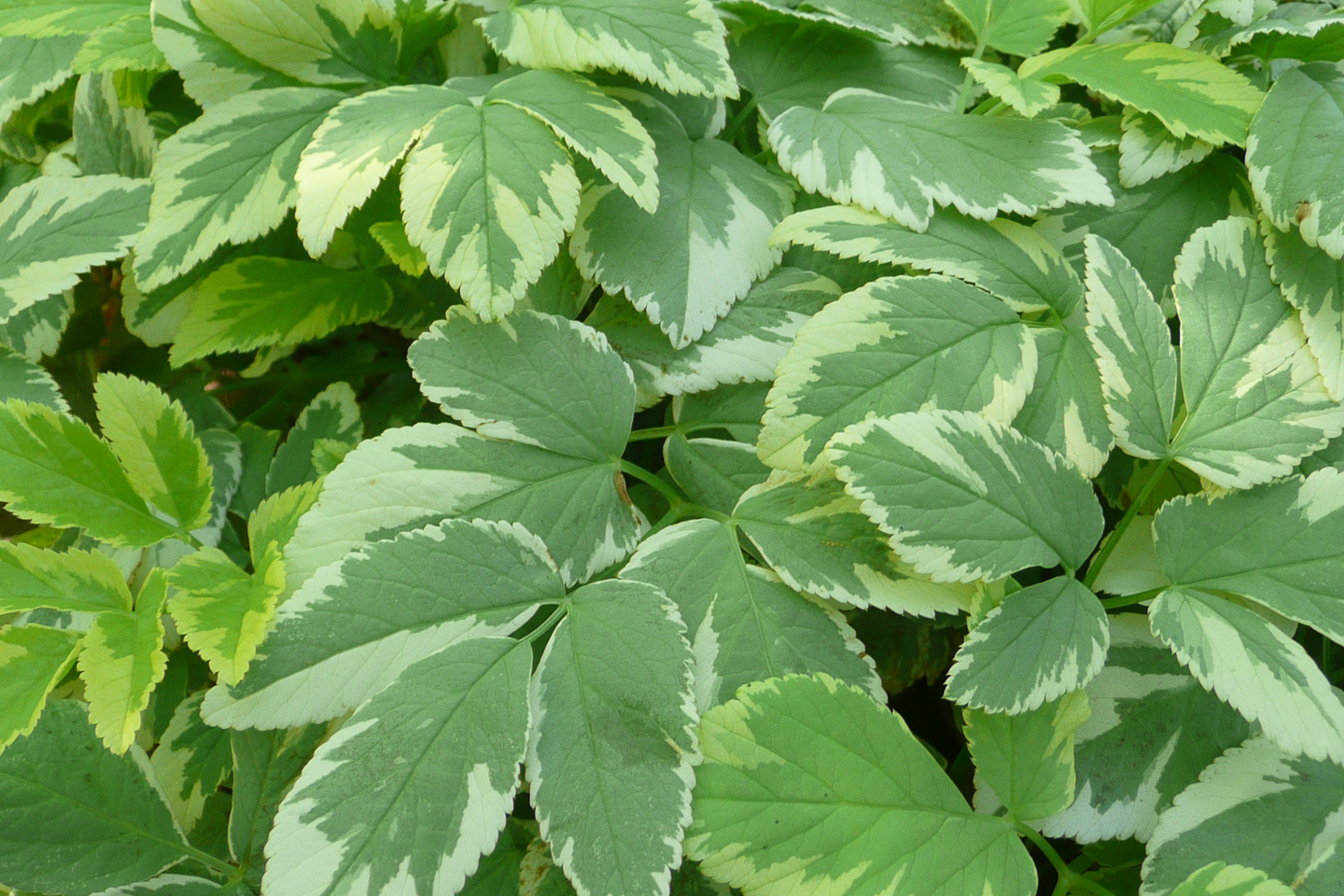 Snow-on-the-Mountain